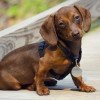 Dachshund