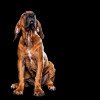 Fila Brasileiro