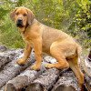 Fila Brasileiro