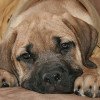 Fila Brasileiro