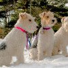 Fox Terrier de Pelo Duro