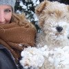 Fox Terrier de Pelo Duro