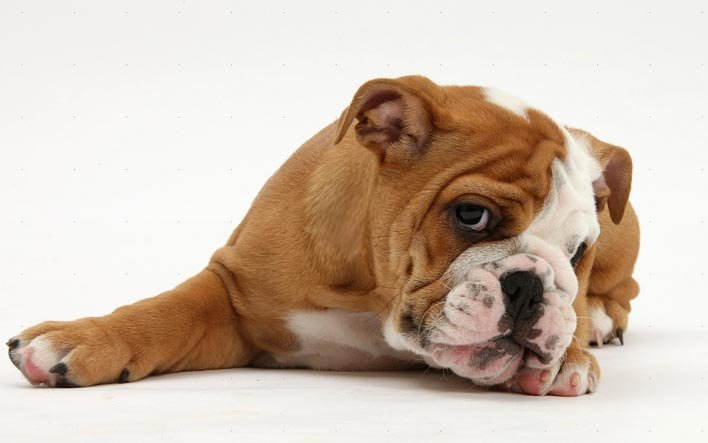 Reconheça os sintomas de hipertermia em um cão