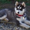 Husky Siberiano