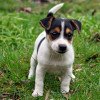 Jack Russell Terrier