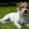 Jack Russell Terrier