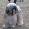 Raça Lhasa Apso