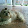 Raça Lhasa Apso