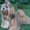 Raça Lhasa Apso