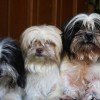 Raça Lhasa Apso