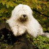 Old English Sheepdog