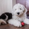 Old English Sheepdog