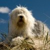 Old English Sheepdog