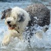 Old English Sheepdog