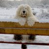 Old English Sheepdog