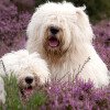 Old English Sheepdog