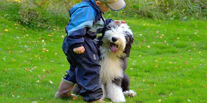 Old English Sheepdog