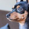 Pinscher Miniatura