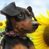 Pinscher Miniatura