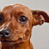 Pinscher Miniatura