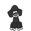 Poodle Anão