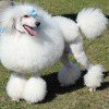 Poodle Miniatura