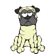 Pug