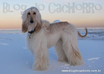 Raça Afghan Hound