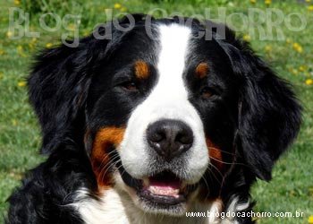 Raça Bernese Mountain Dog 