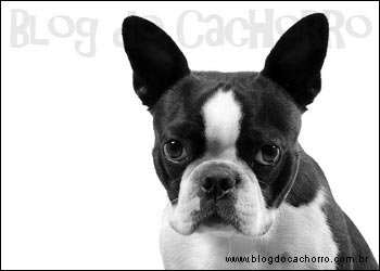 Raça Boston Terrier