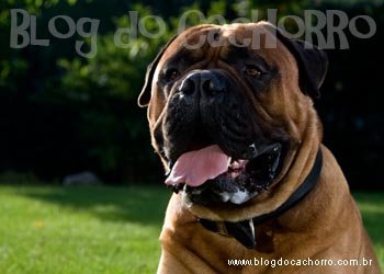 Raça Bullmastiff