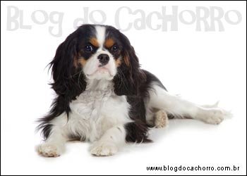 Raça Cavalier King Charles Spaniel