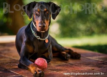 Raça Doberman