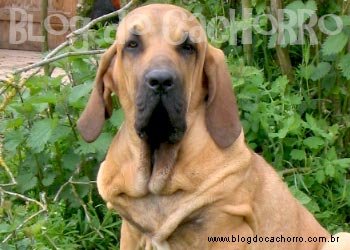 Raça Fila Brasileiro