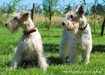 Raça Fox Terrier de Pelo Duro