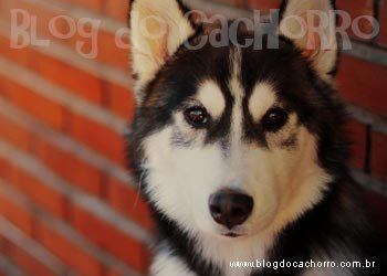 Raça Husky Siberiano