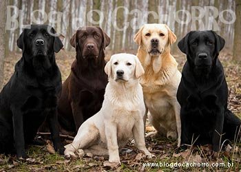 Raça Labrador Retriever