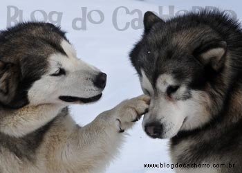 Raça Malamute do Alaska