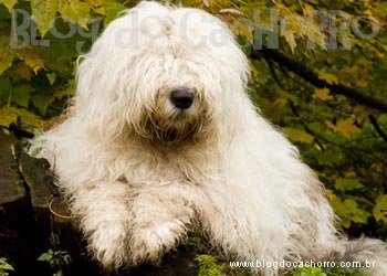 Raça Old English Sheepdog