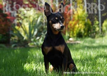 Raça Pinscher Miniatura