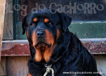 Raça Rottweiler