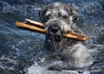 Raça Schnauzer Standard