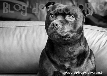 Raça Staffordshire Bull Terrier