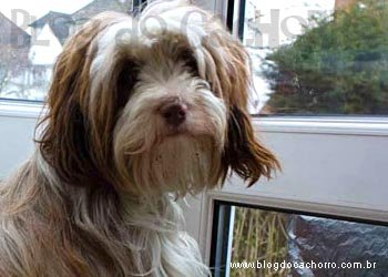 Raça Terrier Tibetano