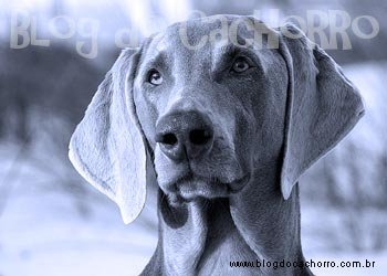 Raça Weimaraner