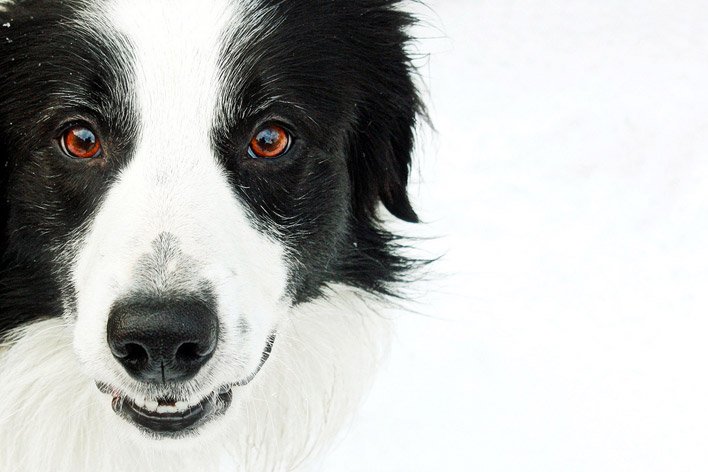 Identificando sinais de ansiedade em cães